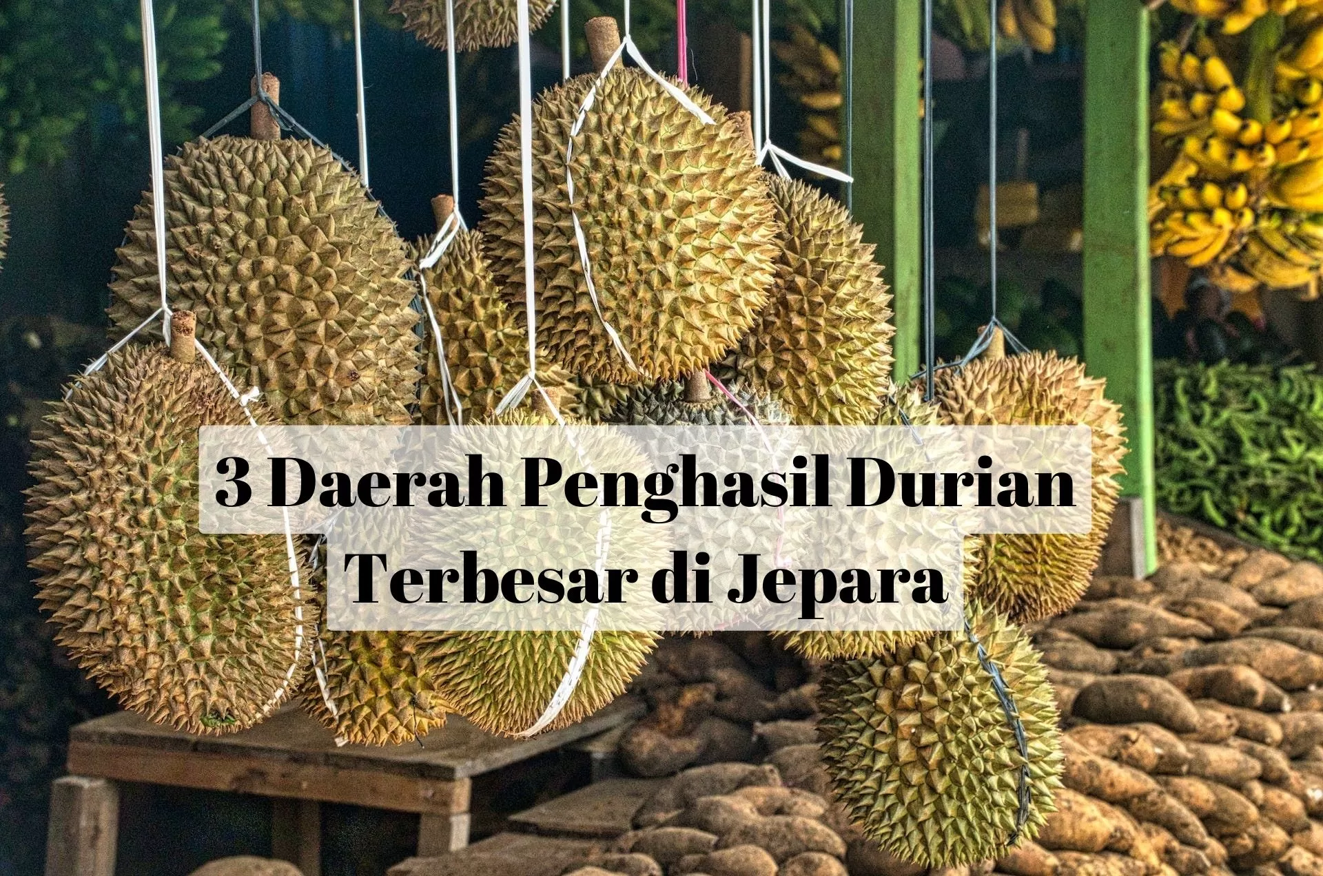 3 Daerah Penghasil Durian Terbesar di Kabupaten Jepara: Jangan Keliru Nomor 1 Bukan Nalumsari, tapi...