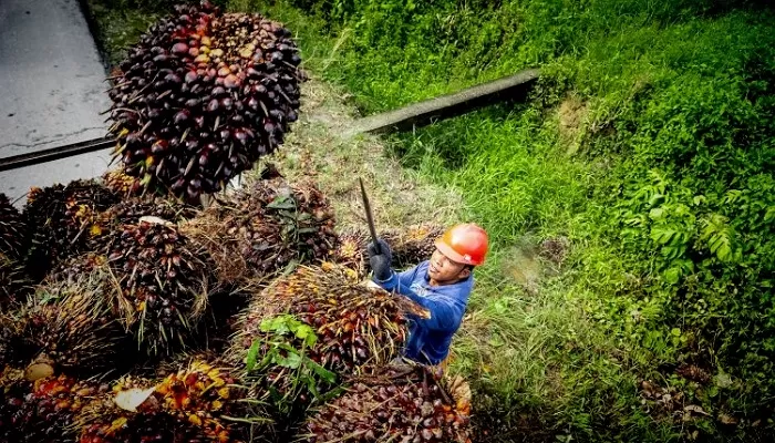Ternyata Segini Gaji Pemanen Sawit di Kalimantan