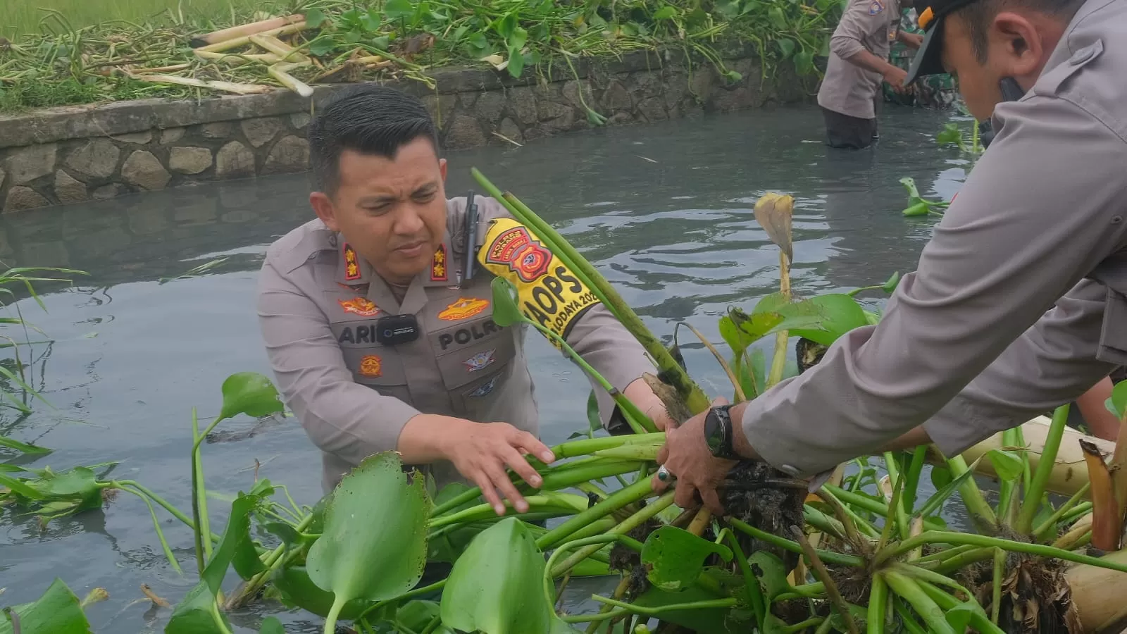 Minimalisir bencana saat musim hujan, Kapolres Subang terjun langsung ke sungai bersihkan eceng gondok di Desa Cilamaya Girang
