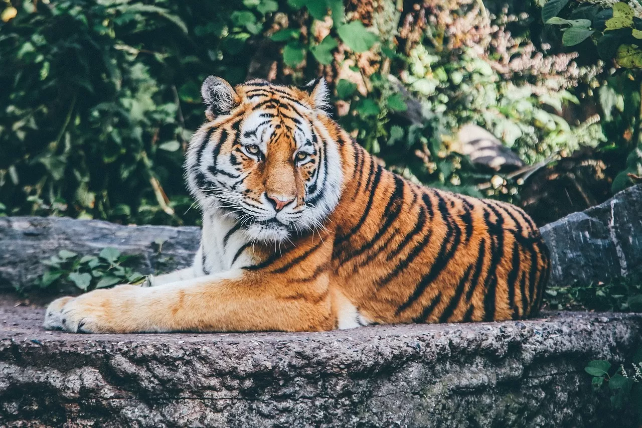 Miris! 3 Harimau di Medan Zoo Mati dalam 2 Bulan Terakhir, 4 Lainnya Idap Penyakit yang Sulit Disembuhkan