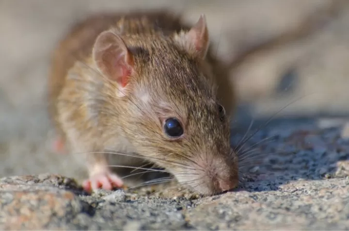 Usir Tikus dengan Tanaman Hias Ini di Rumah, Dijamin Langsung Pergi