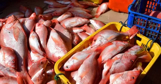 Potensi Luar Biasa: Hasil Produksi Ikan Kakap Bupati Wonosobo Afif Nurhidayat Mencapai Miliaran Rupiah Setiap Tahun