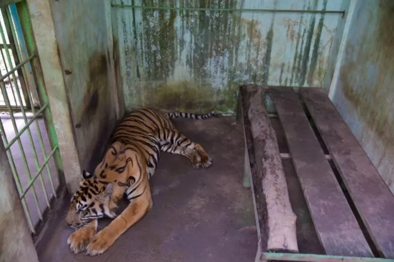 Empat Ekor Harimau Medan Zoo Mati Mengenaskan, Walhi Sumut: Segera Tutup!