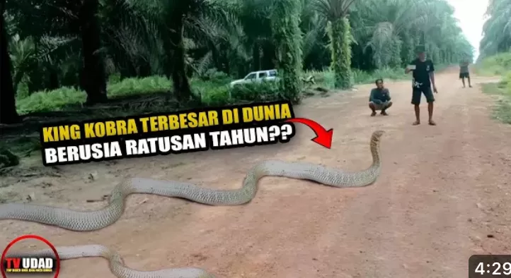 Gegerkan Warga! Penemuan Ular King Kobra Raksasa di Kebun Sawit Kalimantan