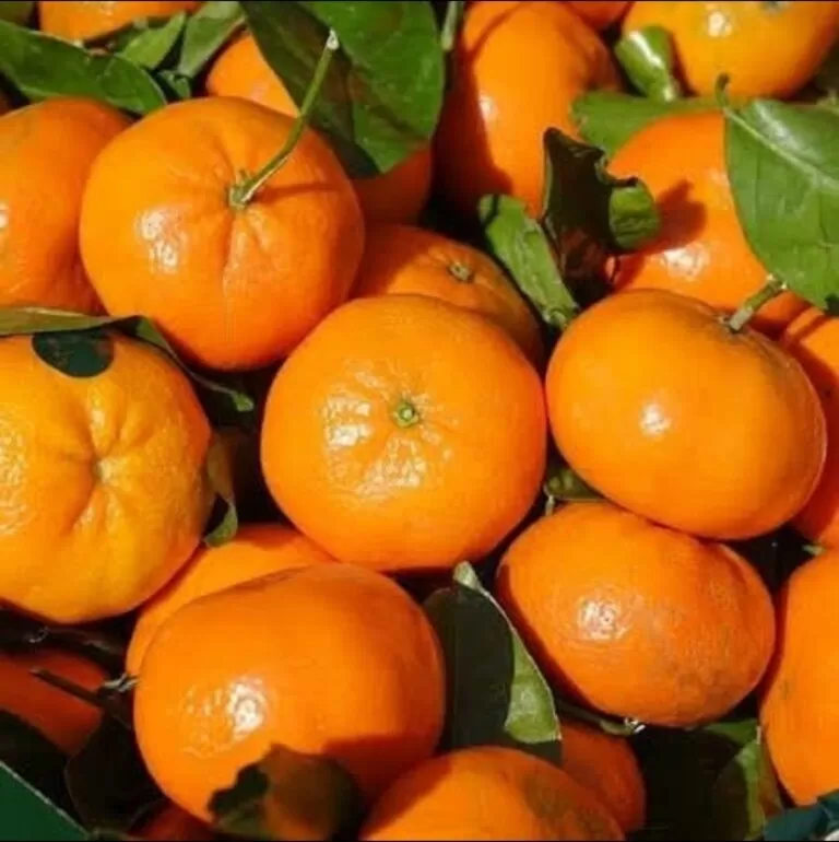 Jelang Imlek, Jeruk Santang dan Ponkam Mulai Menjamur, Begini Tips Anti Zonk Memilih si Orange Asam Manis ini